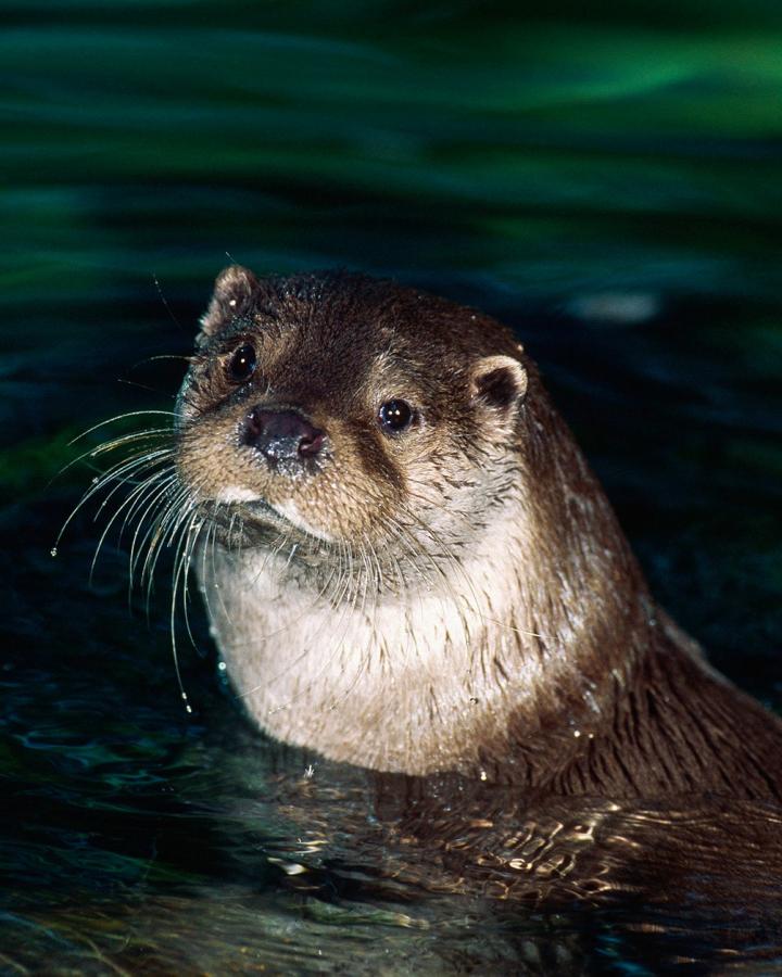 Loutre d'Europe (Lutra lutra), Parc national de Bialowieza, Pologne