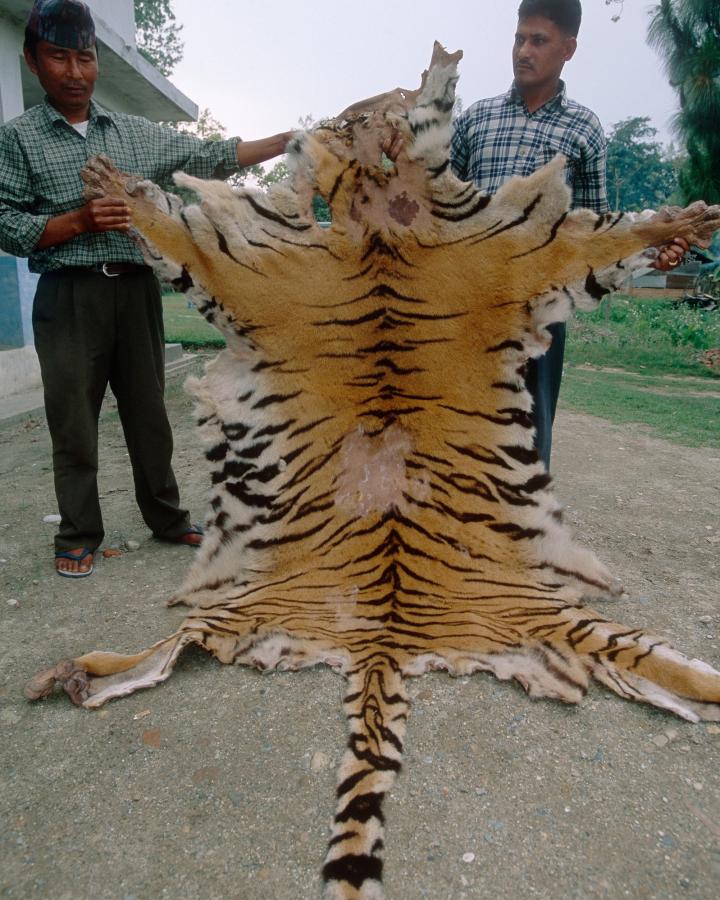 Du personnel anti-braconnage expose une peau de tigre - l'un des objets braconnés exposés au musée Tikauli, au Népal.