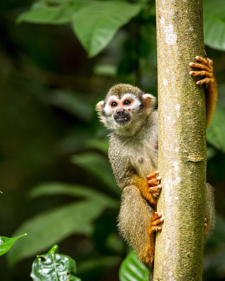 Singe dans la forêt d'Amazonie