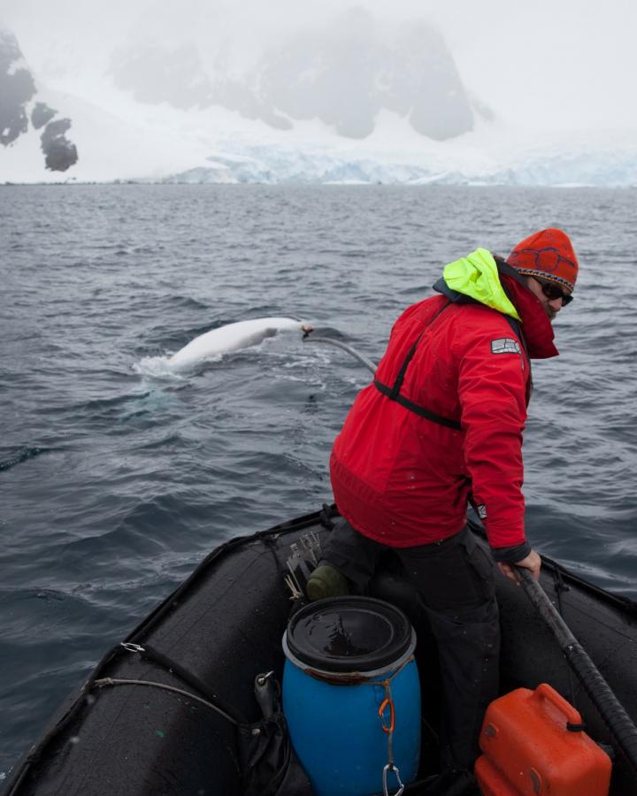 Dr Ari Friedlaender attachant une balise à beleine de Minke (Balaenoptera bonaerensis), Antartique