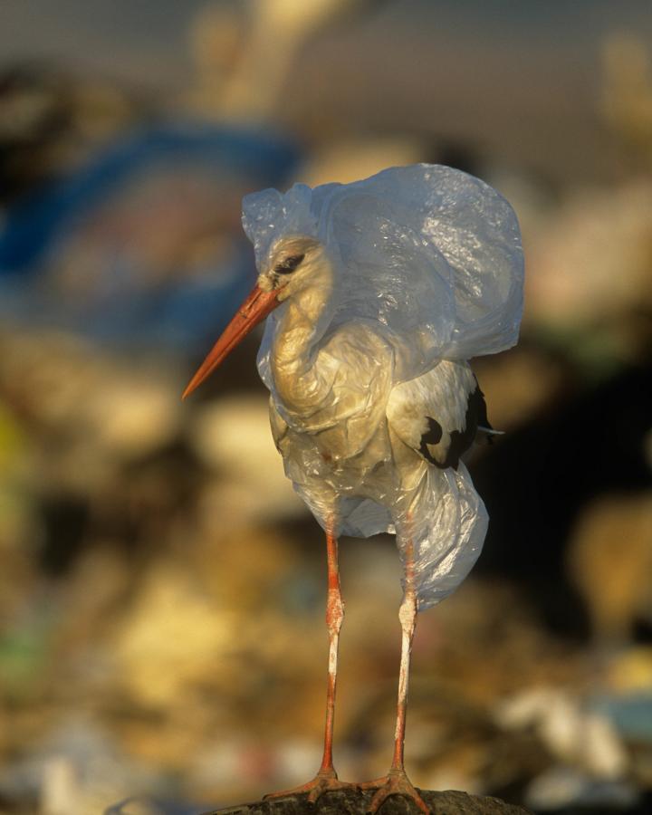 Pollution : une cigogne, piégée par nos déchets, a pu être sauvée