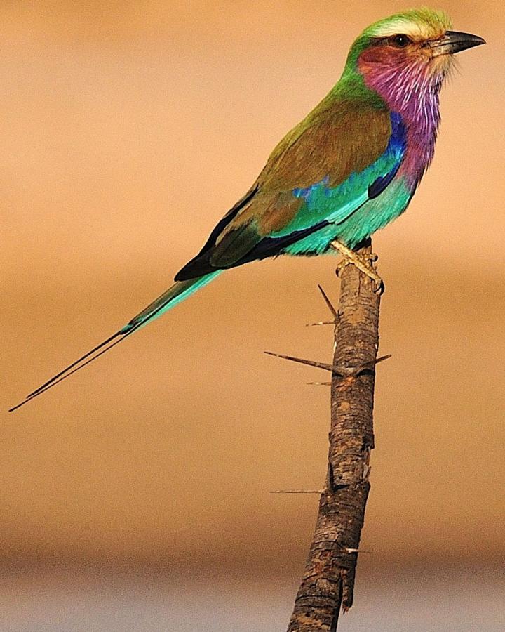 Un Rollier à longs brins (Coracias caudatus) dans le parc national de Luangwa, Zambie.