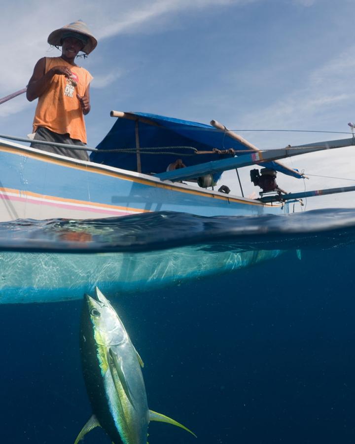 Petit bateau à balancier avec un pêcheur qui tire un thon à nageoires jaunes nouvellement capturé à l'aide d'une ligne et d'un hameçon. Gorontalo, Sulawesi du Nord, Indonésie