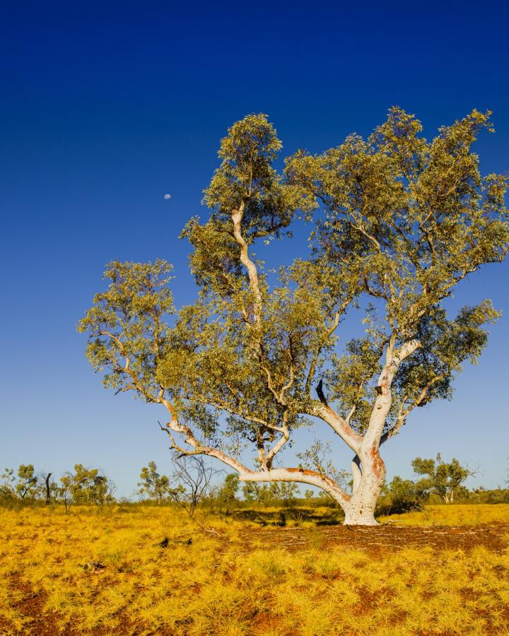 Les eucalyptus sont tués par la sécheresse près du lac Eucumbene en Nouvelle-Galles du Sud en Australie