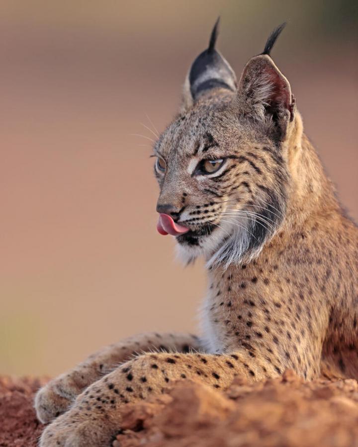 Lynx iberique : taille, description, biotope, habitat, reproduction