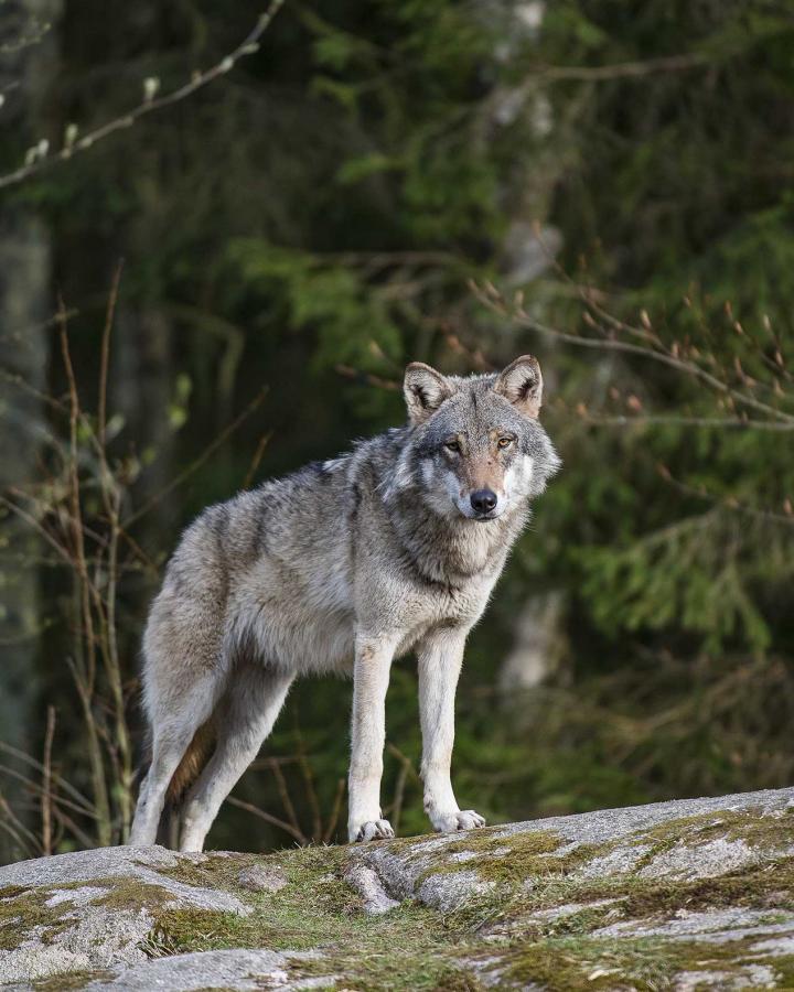 Canis lupus