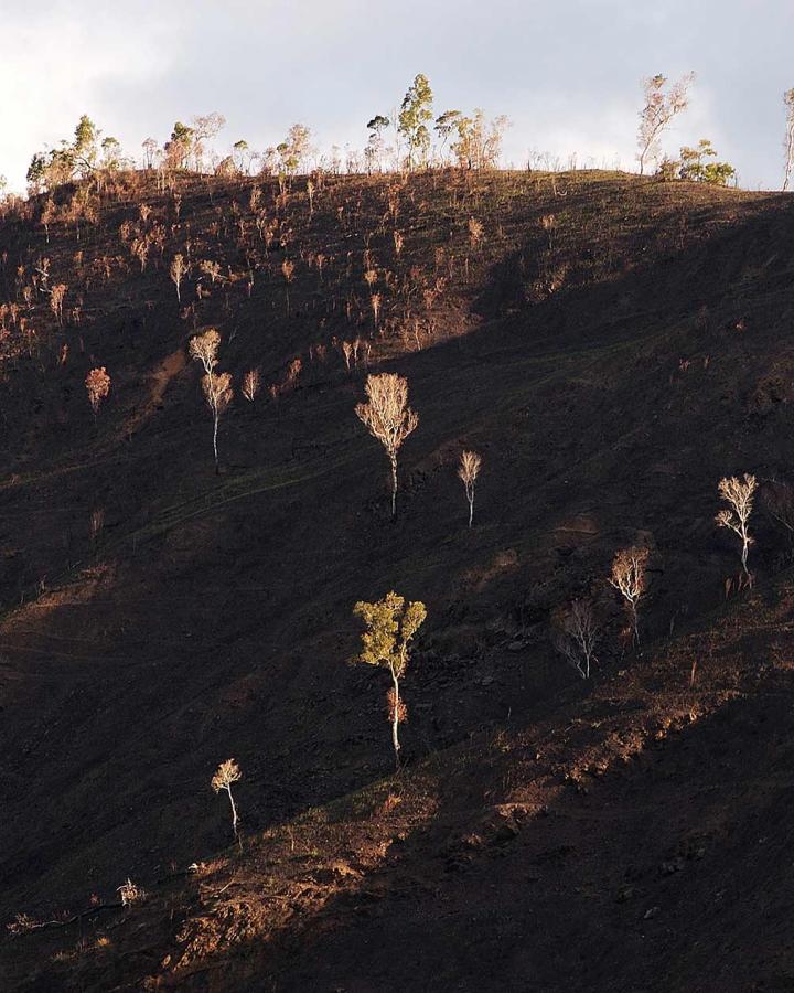 Colline dévastée après un feu de forêt