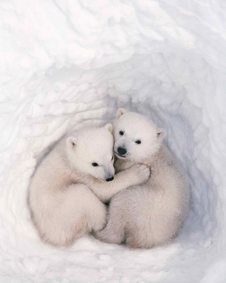 Animal Planet - Ensemble sauvetage de l'ours polaire - Notre exclusivité