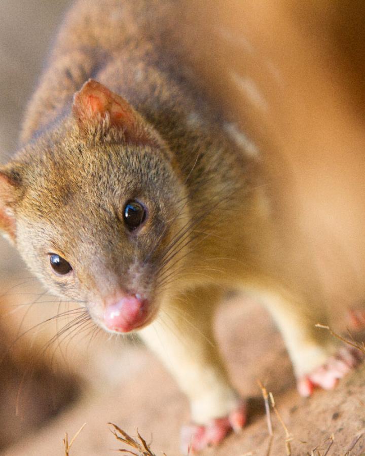 Bettong-en-Australie