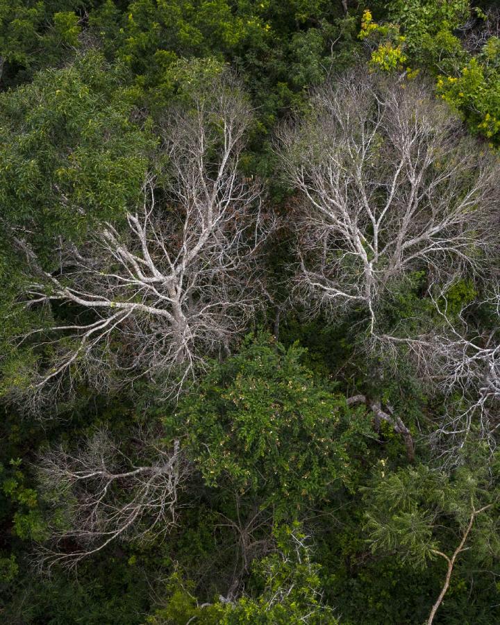 La forêt sèche de la Chiquitanía Bolivie