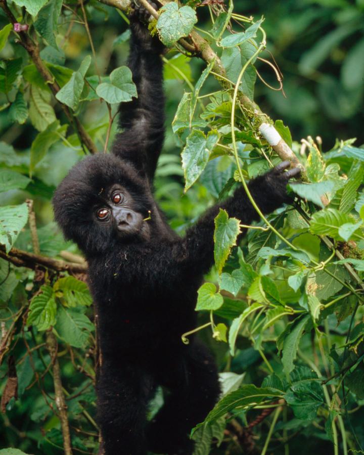 Gorille-des-montagnes Congo