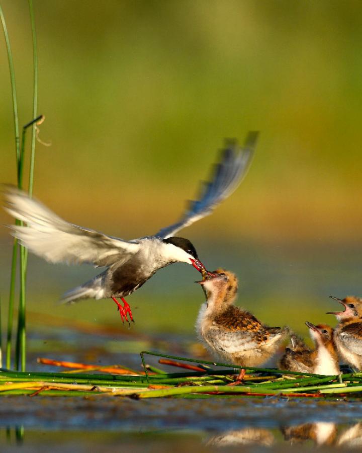 Guifette-et-ses-petits-WWF