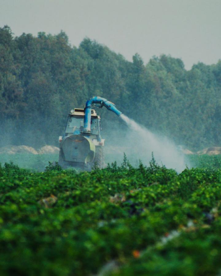 Pesticide arrosés sur des fraises-Espagne