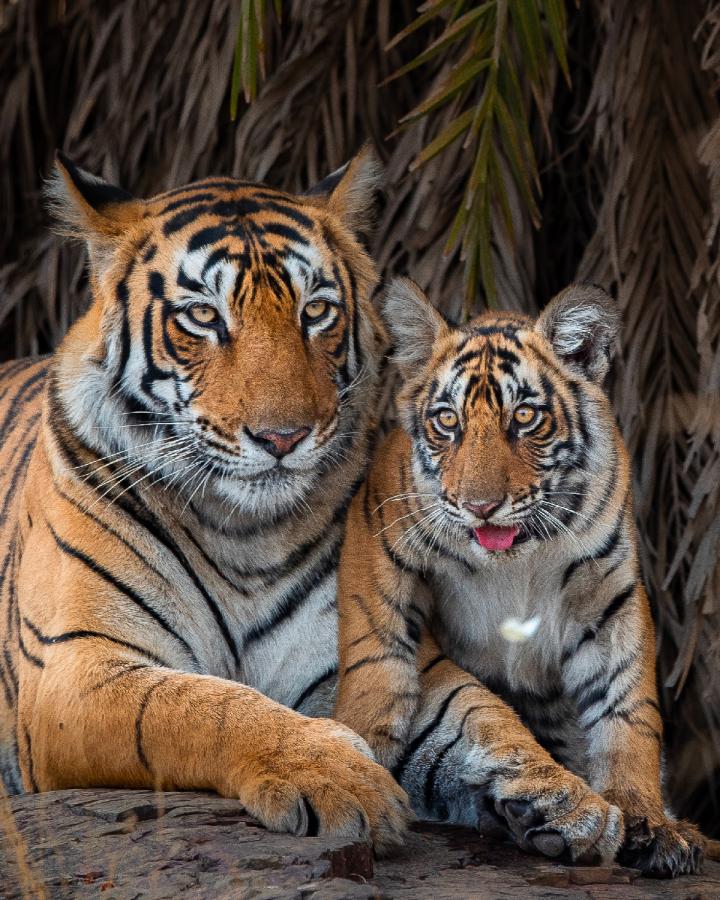 Tigre-du-Bengal-Inde