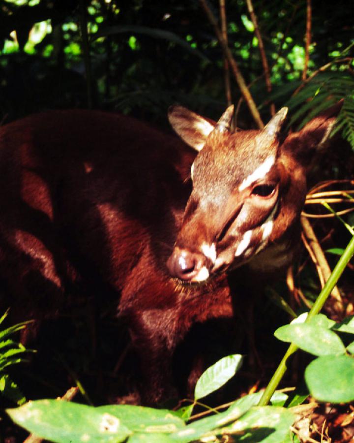 Saola-au-soleil