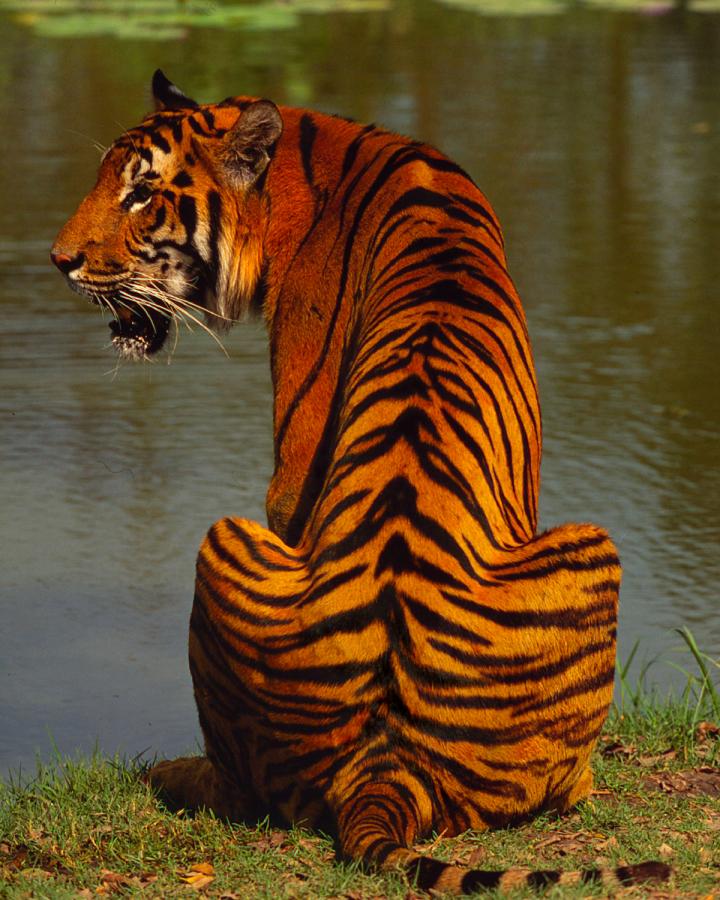 Tigre-de-dos-Thailand