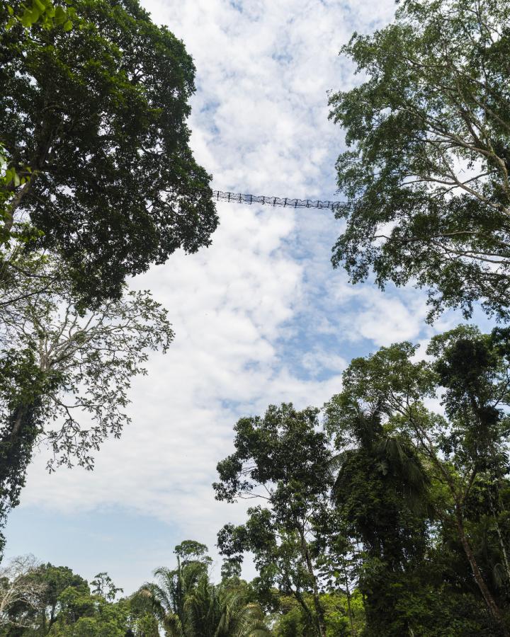 ponts-suspendus-Amazonie.