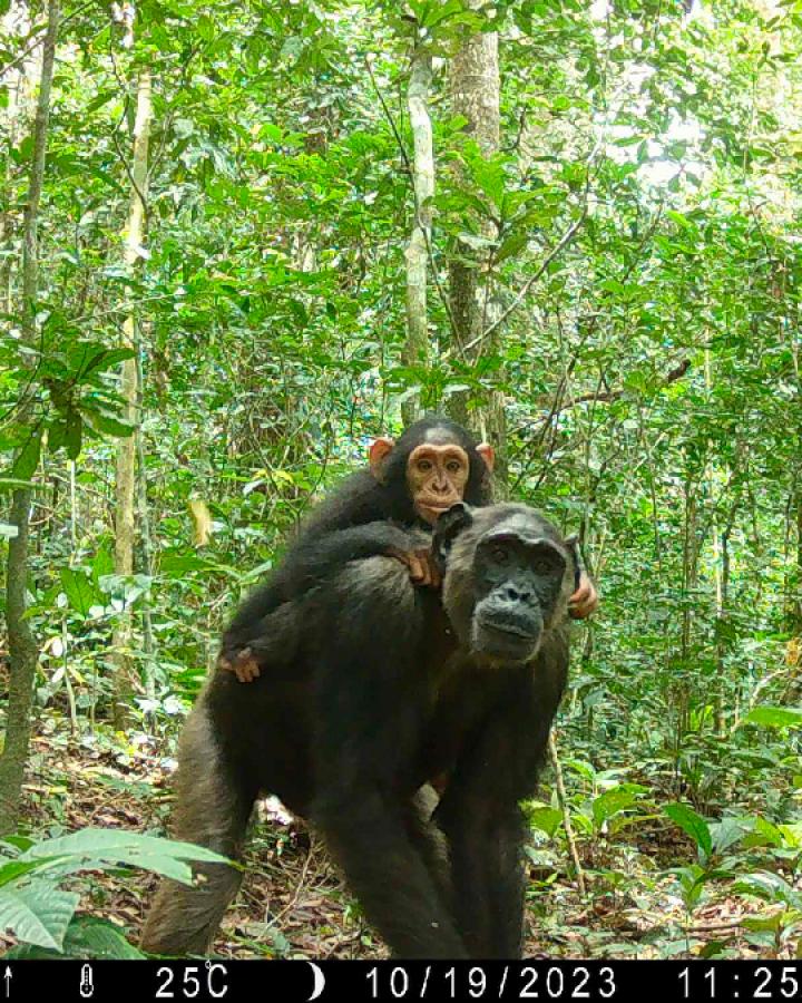 Camera Trap singe et son bébé sur le dos