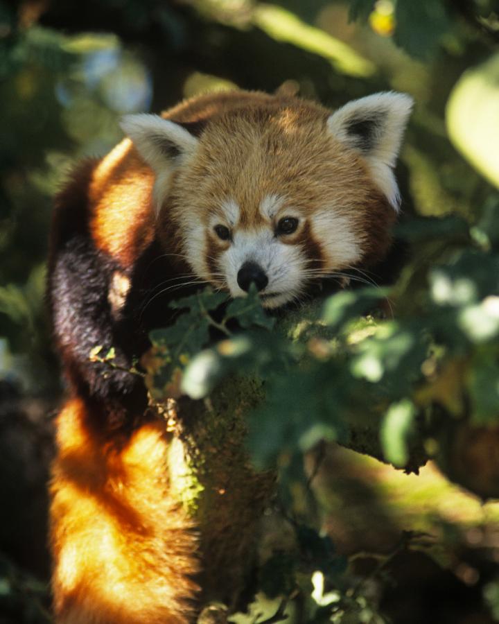 panda roux dans un arbre