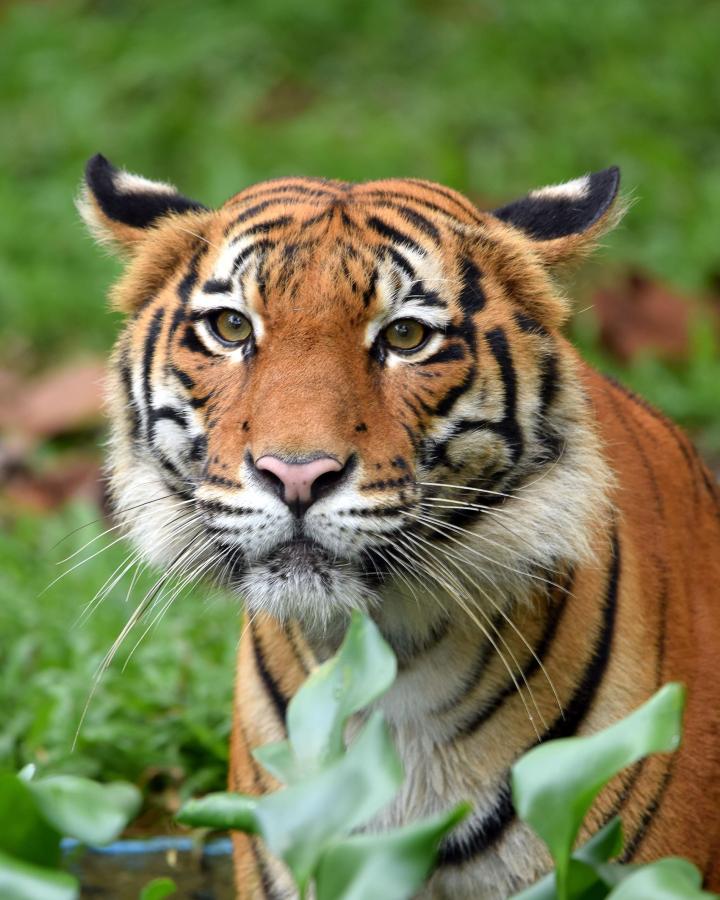 Tigre allongé dans l'herbe verte