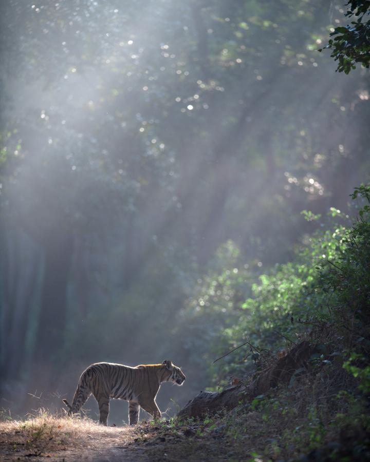 Tigre dans la lumière